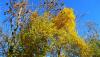 Couleurs d'automne